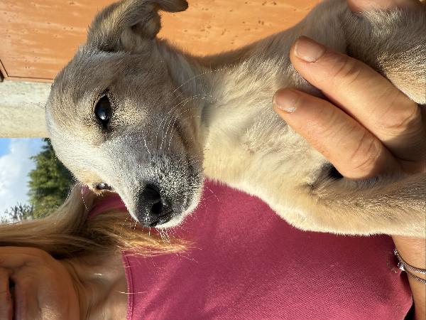 ✨🐾 lilly 🐾✨ spendida cucciola taglia medio piccola in adozione  Foto 2