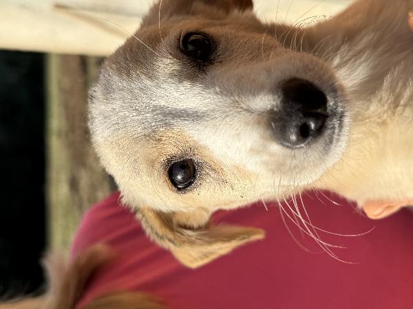 ✨🐾 lilly 🐾✨ spendida cucciola taglia medio piccola in adozione  Foto 3