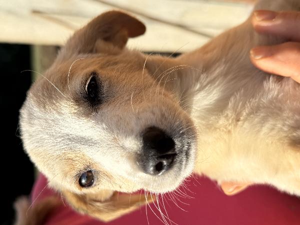 ✨🐾 lilly 🐾✨ spendida cucciola taglia medio piccola in adozione  Foto 4