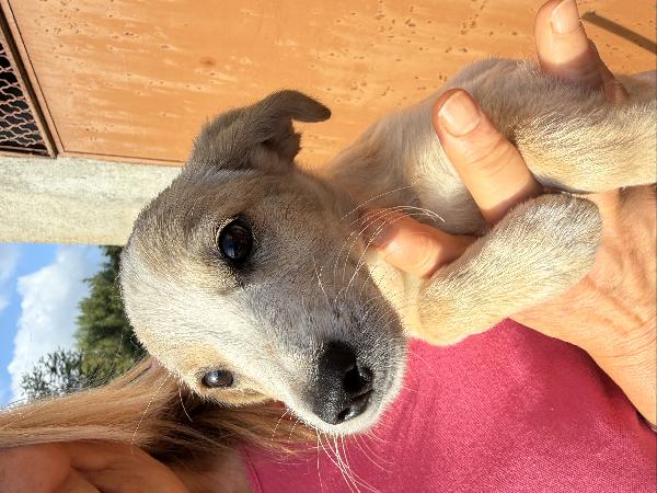 ✨🐾 lilly 🐾✨ spendida cucciola taglia medio piccola in adozione  Foto 5