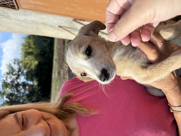 ✨🐾 lilly 🐾✨ spendida cucciola taglia medio piccola in adozione  Foto 6