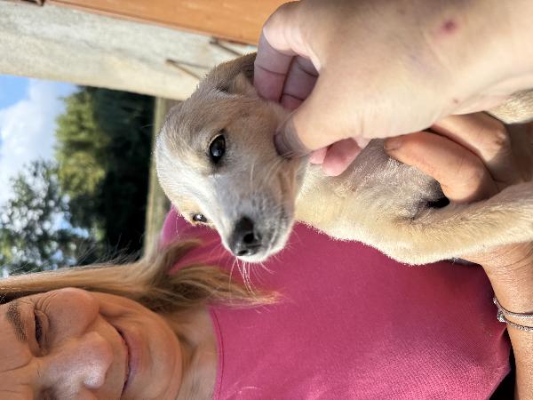 ✨🐾 lilly 🐾✨ spendida cucciola taglia medio piccola in adozione  Foto 7