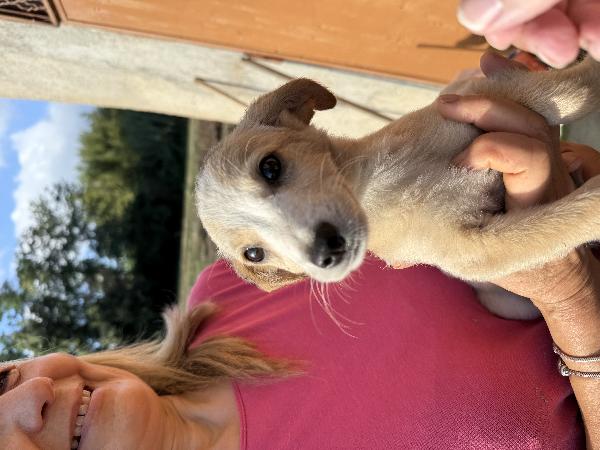 ✨🐾 lilly 🐾✨ spendida cucciola taglia medio piccola in adozione  Foto 8