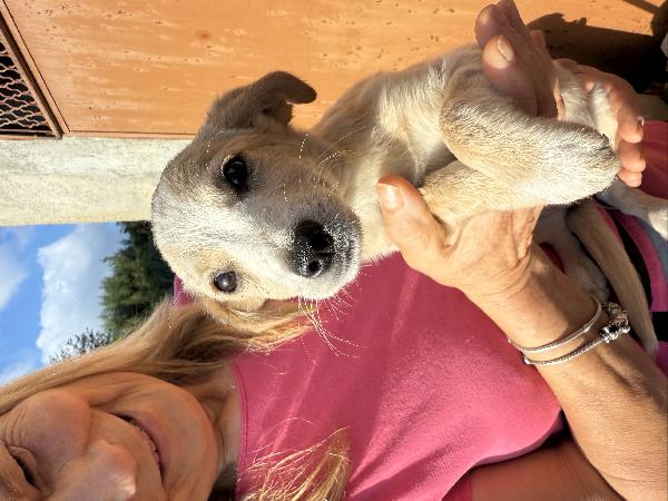 ✨🐾 lilly 🐾✨ spendida cucciola taglia medio piccola in adozione  Foto 9