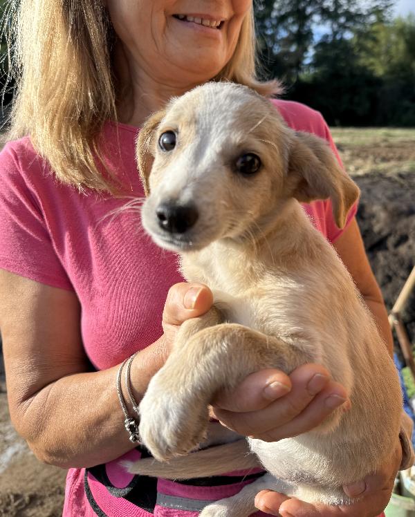 💖🐾 lilly 🐾💖 meravigliosa cucciola taglia medio piccola in adozione  Foto 2