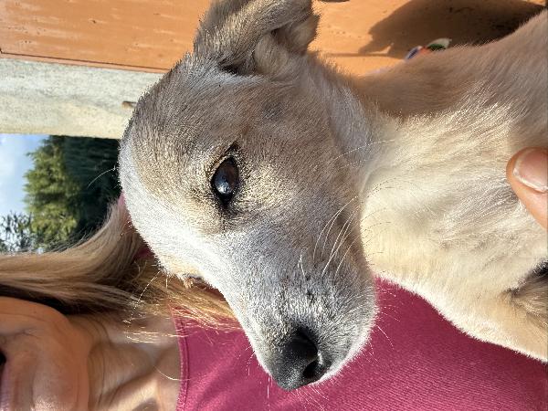 💖🐾 lilly 🐾💖 meravigliosa cucciola taglia medio piccola in adozione  Foto 4