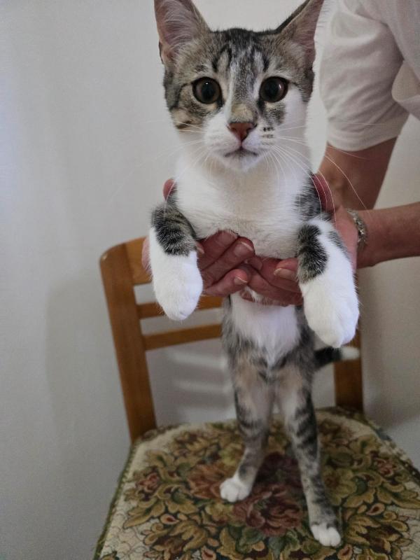 Micini Dai 2 Ai 4 Mesi Brescia Sos Casa