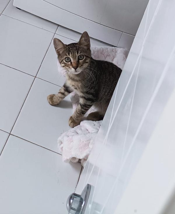 Micini dai 2 ai 4 mesi BRESCIA SOS CASA Foto 2