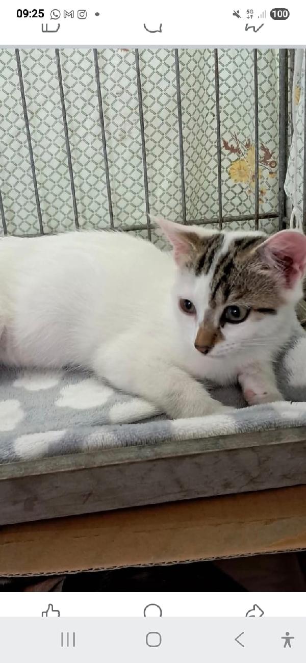 Micini dai 2 ai 4 mesi BRESCIA SOS CASA Foto 4