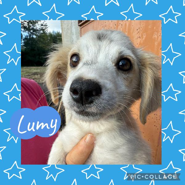 ✨🐾 Lumy 🐾✨ Meraviglioso Cucciolo Taglia Media Piccola In Adozione 