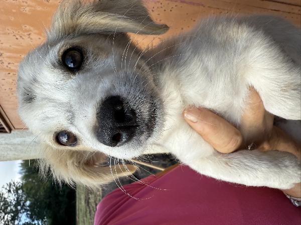 ✨🐾 lumy 🐾✨ meraviglioso cucciolo taglia media piccola in adozione  Foto 3