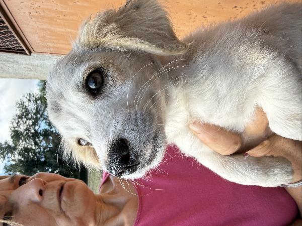 ✨🐾 lumy 🐾✨ meraviglioso cucciolo taglia media piccola in adozione  Foto 4