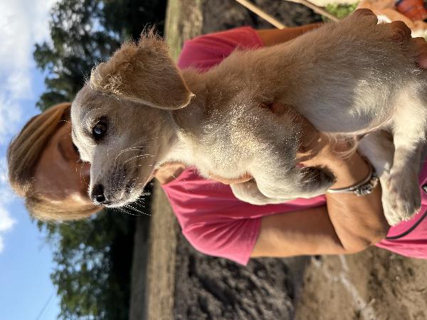 ✨🐾 lumy 🐾✨ meraviglioso cucciolo taglia media piccola in adozione  Foto 5