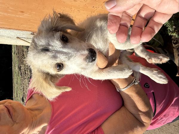 ✨🐾 lumy 🐾✨ meraviglioso cucciolo taglia media piccola in adozione  Foto 6