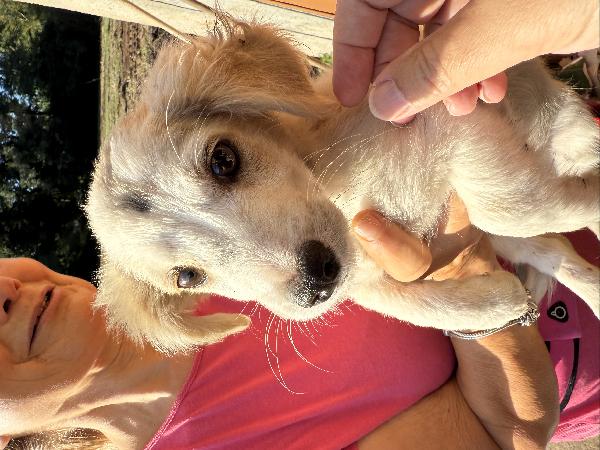 ✨🐾 lumy 🐾✨ meraviglioso cucciolo taglia media piccola in adozione  Foto 7