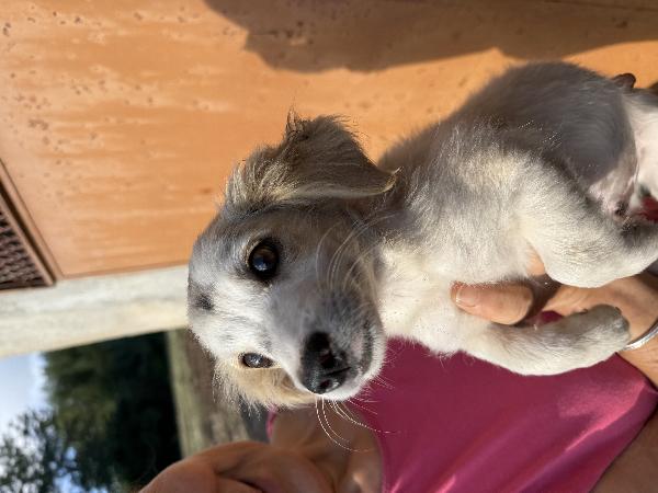 ✨🐾 lumy 🐾✨ meraviglioso cucciolo taglia media piccola in adozione  Foto 8