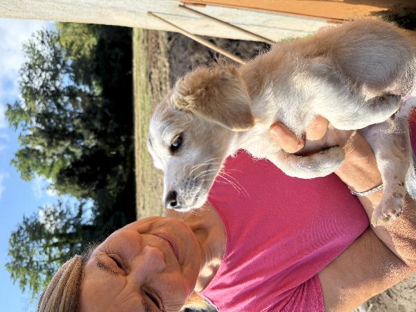 ✨🐾 lumy 🐾✨ meraviglioso cucciolo taglia media piccola in adozione  Foto 9