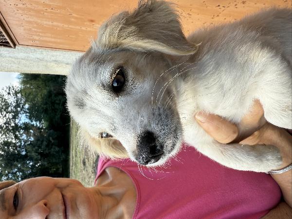 💚🐾 lumy 🐾💚 dolce cucciolo taglia medio piccola in adozione  Foto 6