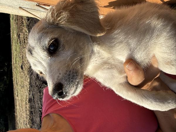💚🐾 lumy 🐾💚 dolce cucciolo taglia medio piccola in adozione  Foto 8