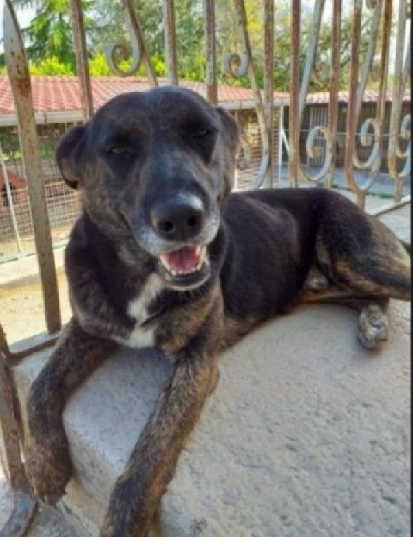 Elvis Tigrato 5Anni Tranquillo E Dolce.milano
