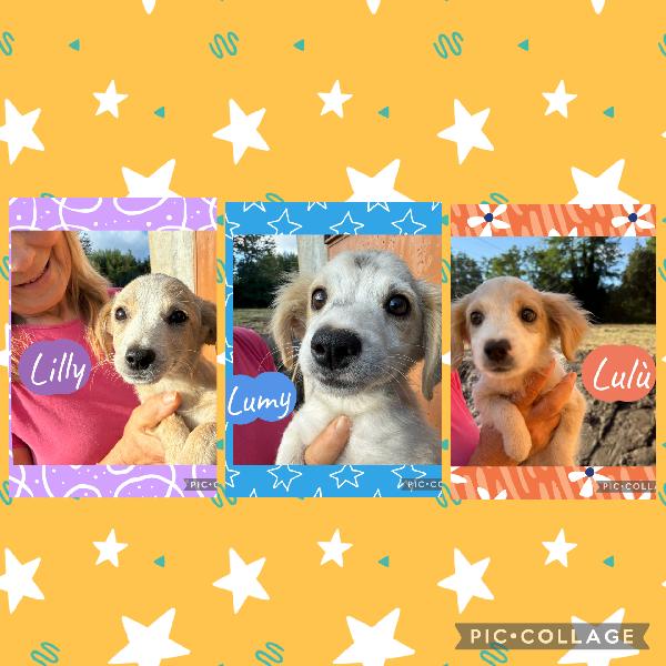 ✨🐾 Cuccioli 🐾✨ Bellissimi Taglia Medio Piccola In Adozione 
