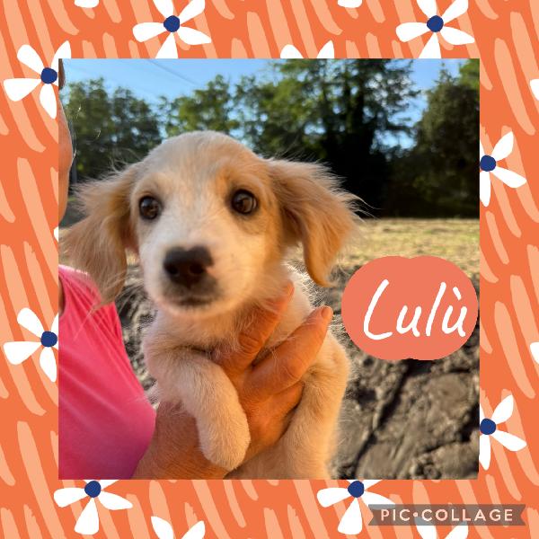 ✨🐾 cuccioli 🐾✨ bellissimi taglia medio piccola in adozione  Foto 2