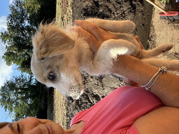 ✨🐾 cuccioli 🐾✨ bellissimi taglia medio piccola in adozione  Foto 5
