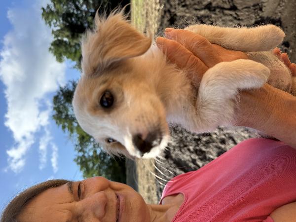 ✨🐾 cuccioli 🐾✨ bellissimi taglia medio piccola in adozione  Foto 6