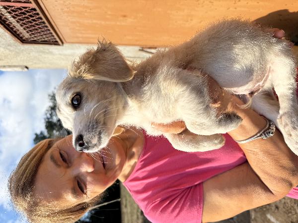 ✨🐾 cuccioli 🐾✨ bellissimi taglia medio piccola in adozione  Foto 8