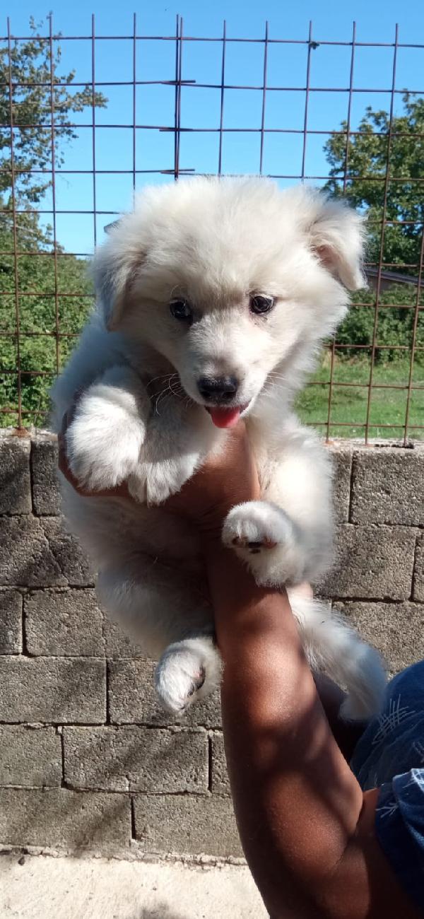 🌸 “Cindy, un batuffolo che sogna amore” Foto 1