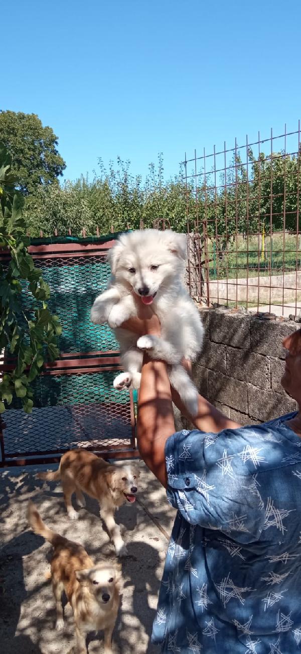 🌸 “Cindy, un batuffolo che sogna amore” Foto 2