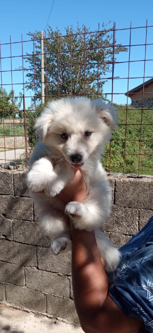 🌸 “Cindy, un batuffolo che sogna amore” Foto 4
