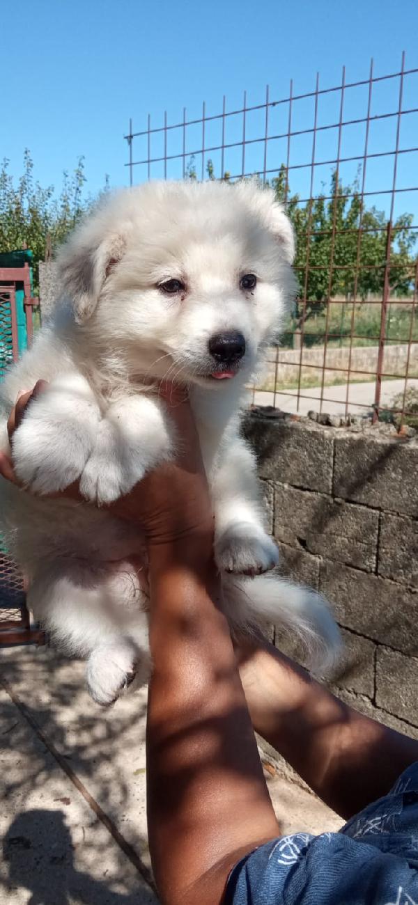 🐾 “Apri La Tua Casa A Cindy, Ti Riempirà La Vita”