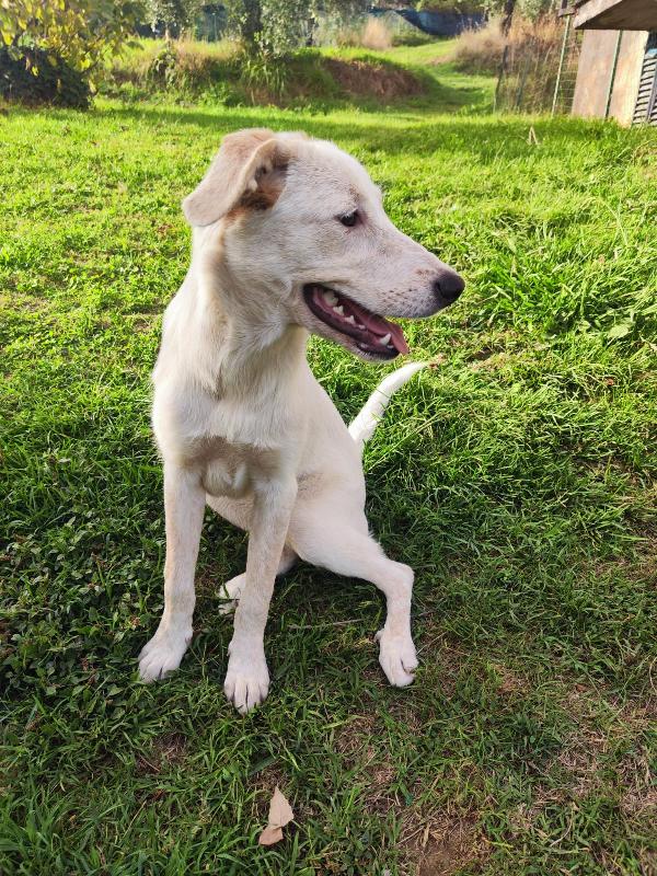 Perla