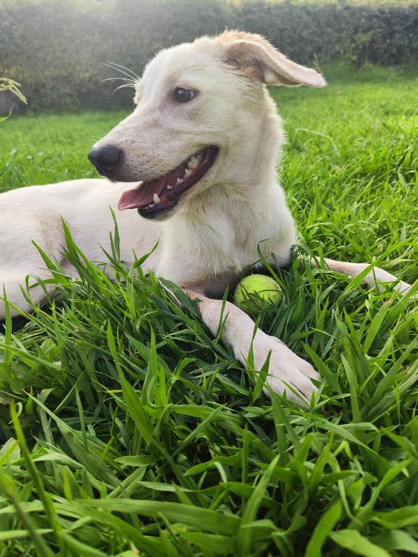 PerlA Foto 4
