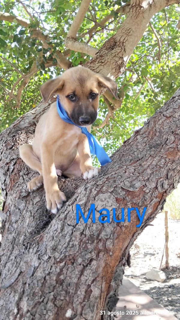 Maury, Macchia E Gioia Splendidi Cuccioli 