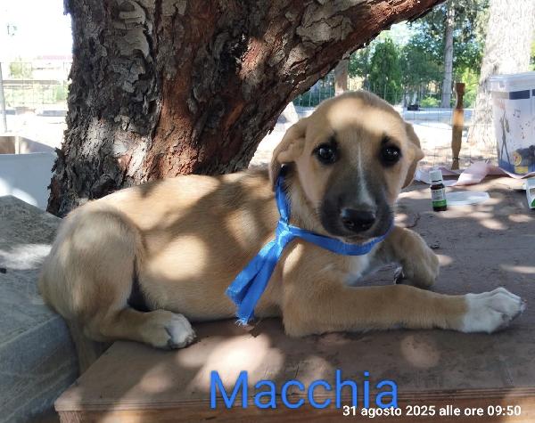 Maury, Macchia e Gioia splendidi cuccioli  Foto 2