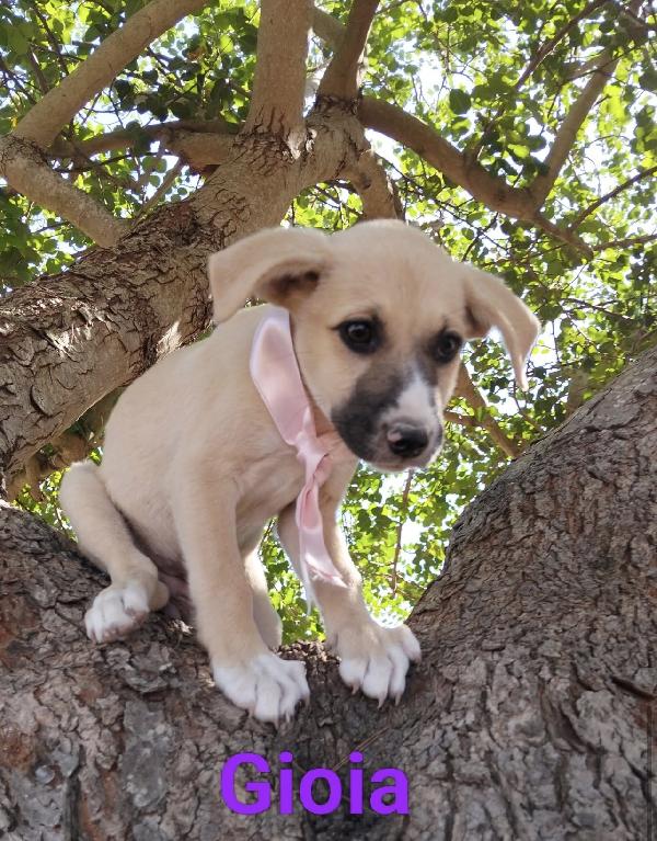 Maury, Macchia e Gioia splendidi cuccioli  Foto 3