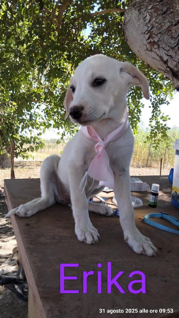 Neve ed Erika splendidi cuccioli simil labrador Foto 2