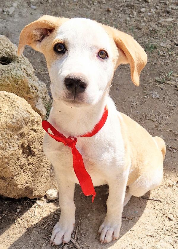 GRETA DEVE USCIRE DAL CANILE.ADOTTABILE IN TUTTA ITALIA! Foto 6