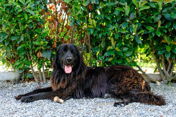 Ciccio
