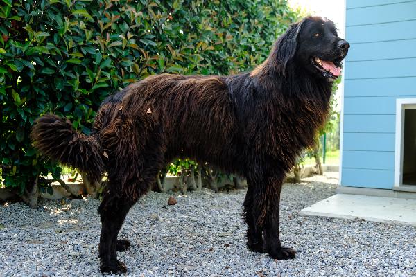 Ciccio Foto 4
