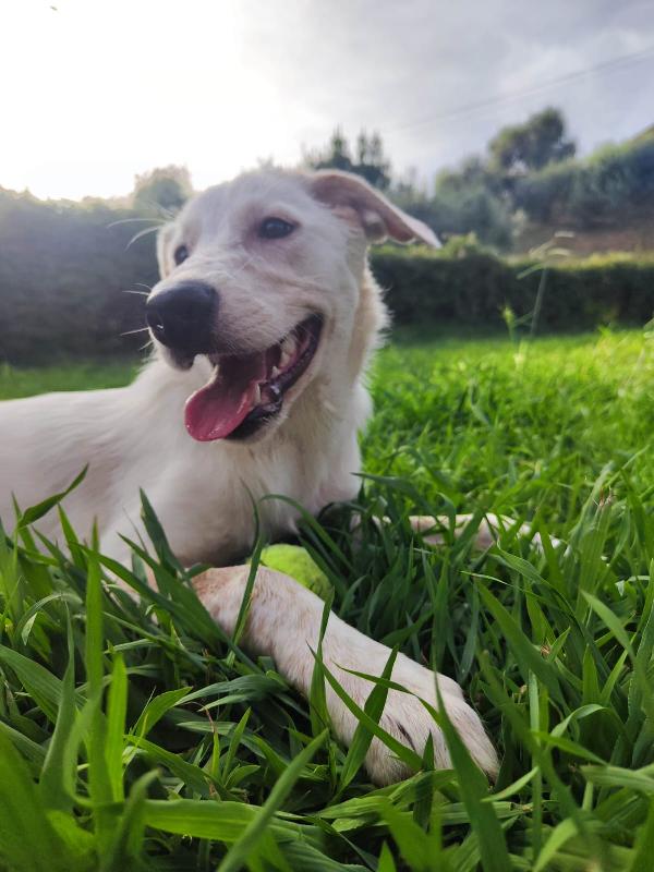 Perla