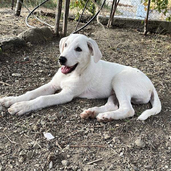 Chase Splendido Cucciolo Di 3 Mesi Cerca Casa 