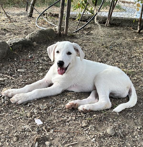 Chase splendido cucciolo di 3 mesi cerca casa  Foto 2