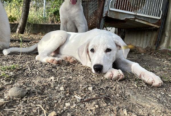 Chase splendido cucciolo di 3 mesi cerca casa  Foto 3