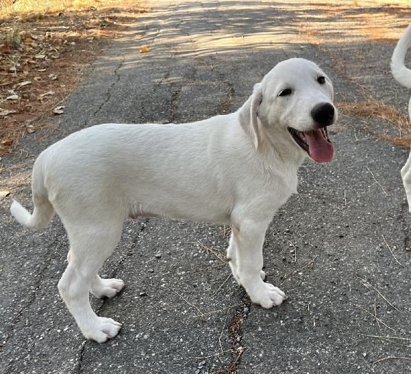 Chase splendido cucciolo di 3 mesi cerca casa  Foto 4