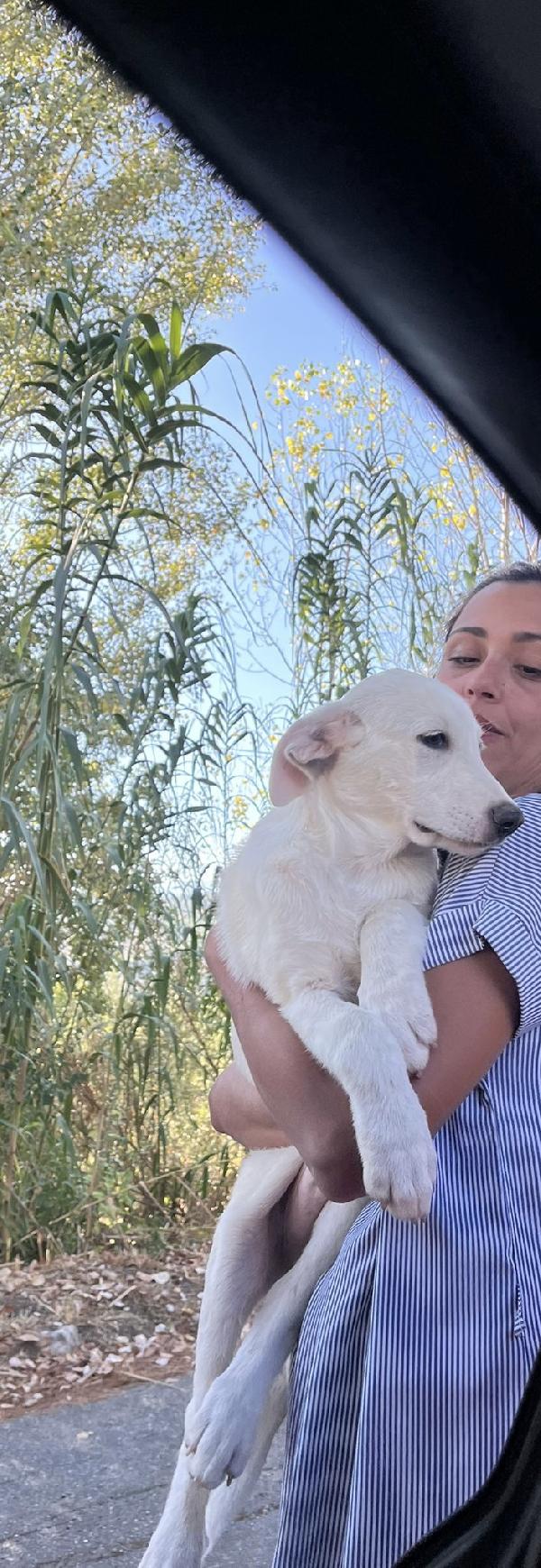 Chase splendido cucciolo di 3 mesi cerca casa  Foto 5