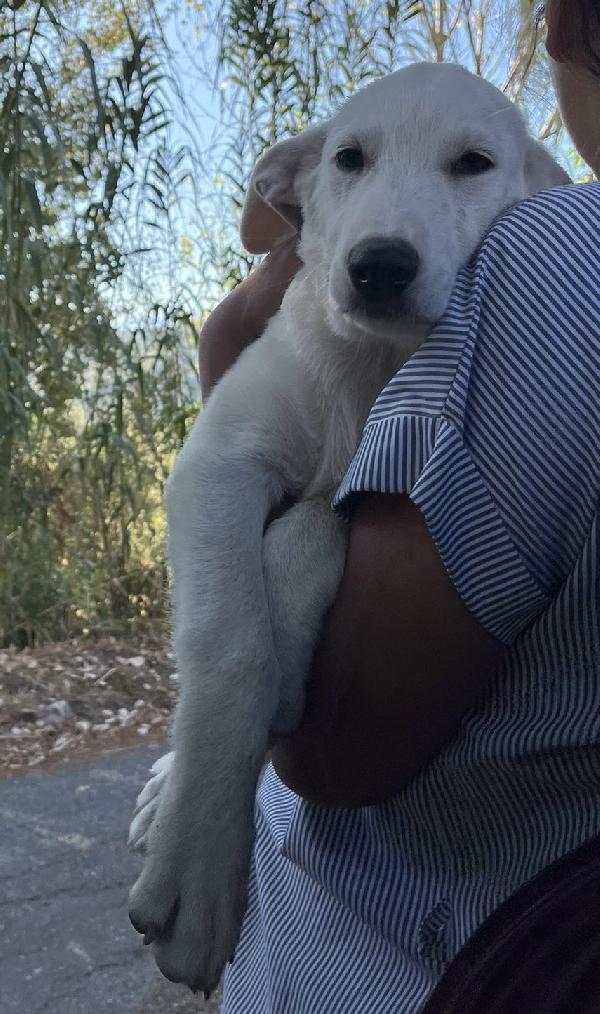 Chase splendido cucciolo di 3 mesi cerca casa  Foto 6