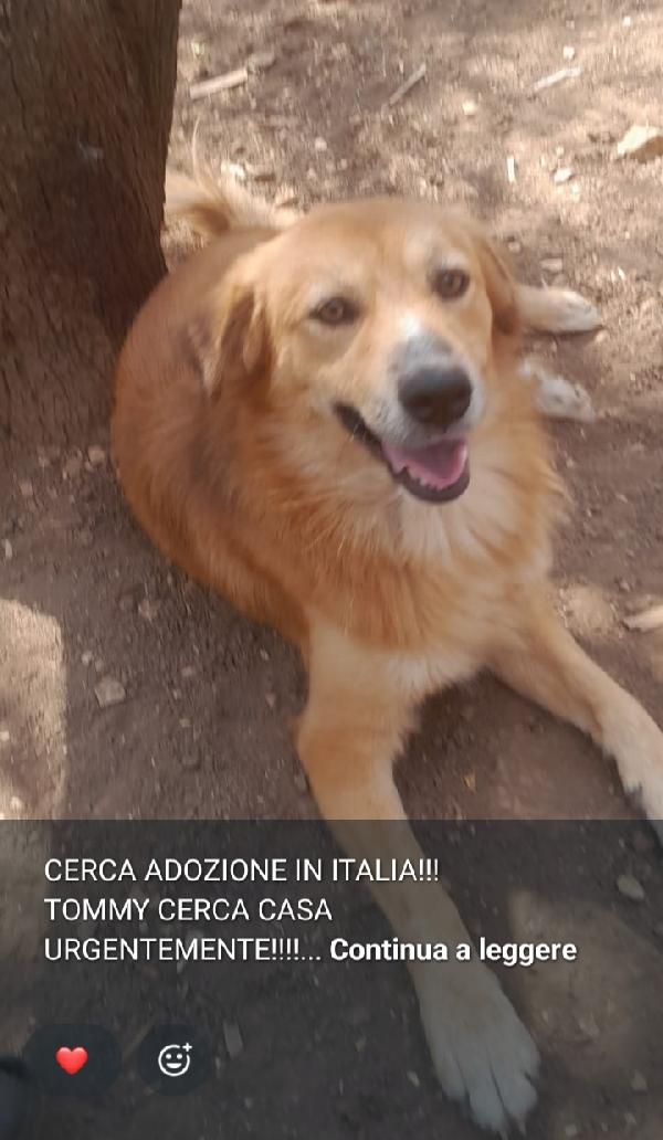 Tommy 1Anno Kg13 Per Favore Urgente!!!!